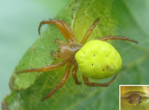 Araniella inconspicua